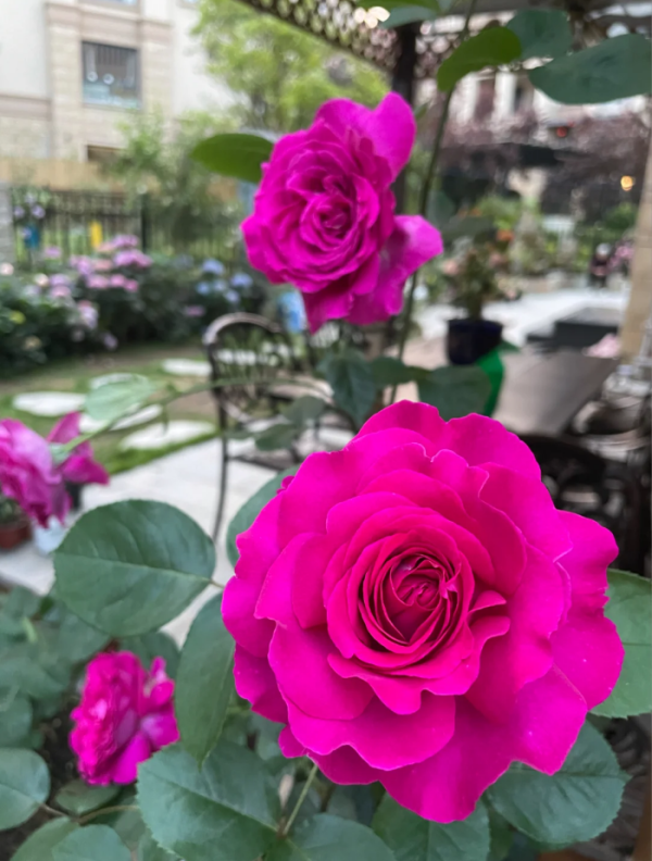 rose chartreuse de parme丨Your roses