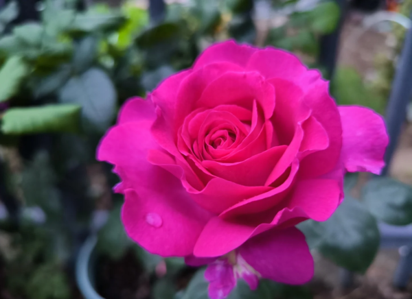 chartreuse de parme rose for sale丨Your roses