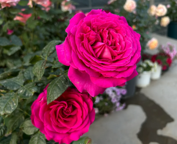 chartreuse de parme rose丨Your roses
