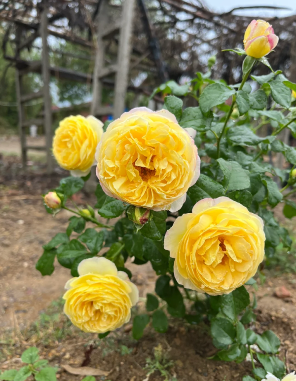 rose chateau de cheverny丨Your roses