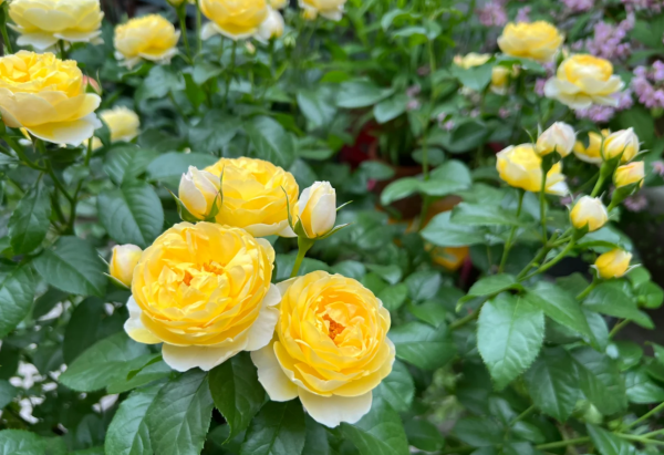 rose chateau de cheverny for sale丨Your roses