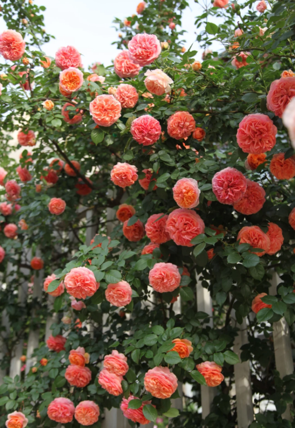 Chippendale Rose for sale丨Your roses