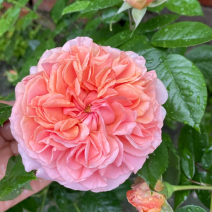 Chippendale Rose丨Your roses