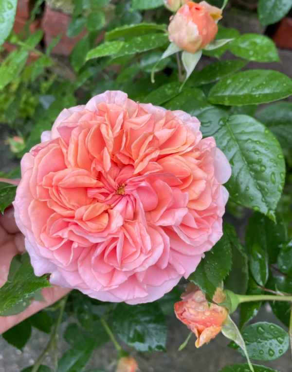 Chippendale Rose丨Your roses