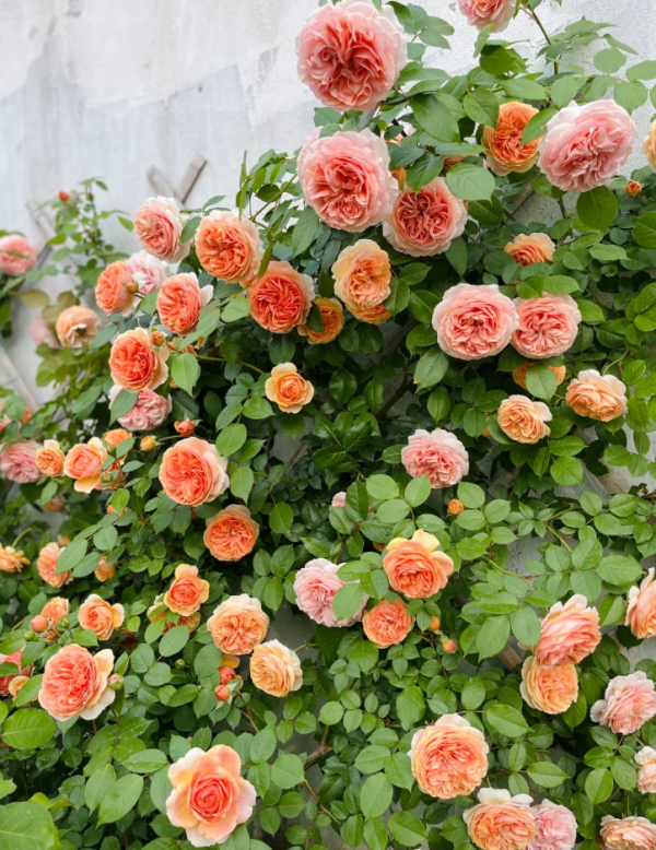 Music Hall Rose for sale丨Your roses