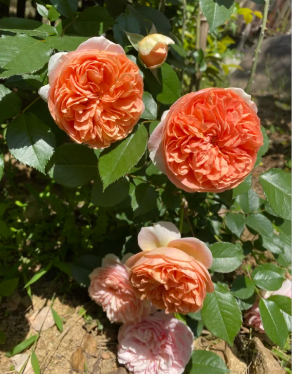 Music Hall Rose丨Your roses