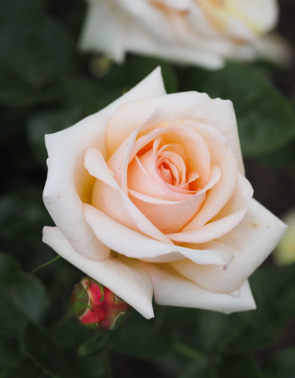 Circle of Life Rose丨Your roses