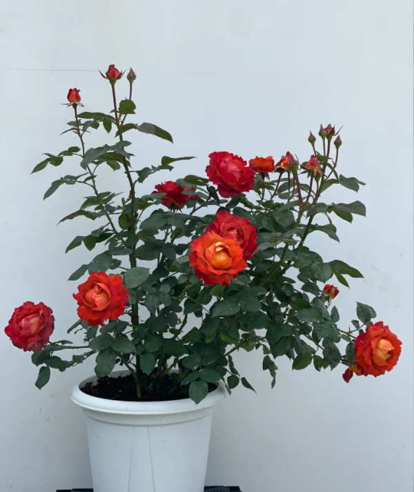 coffee break roses for sale丨Your roses