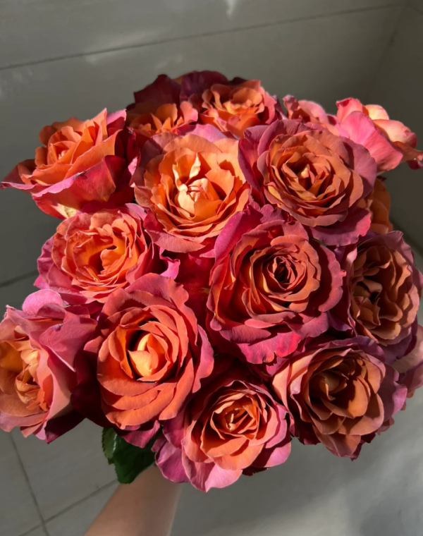 Coffee Break Rose丨Your roses