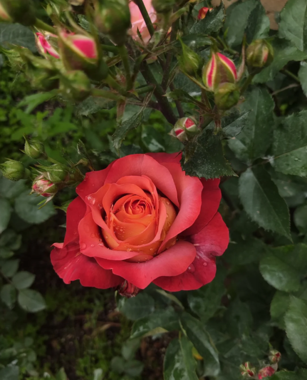 coffee break roses丨Your roses