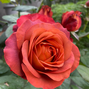 Coffee Break Rose丨Your roses