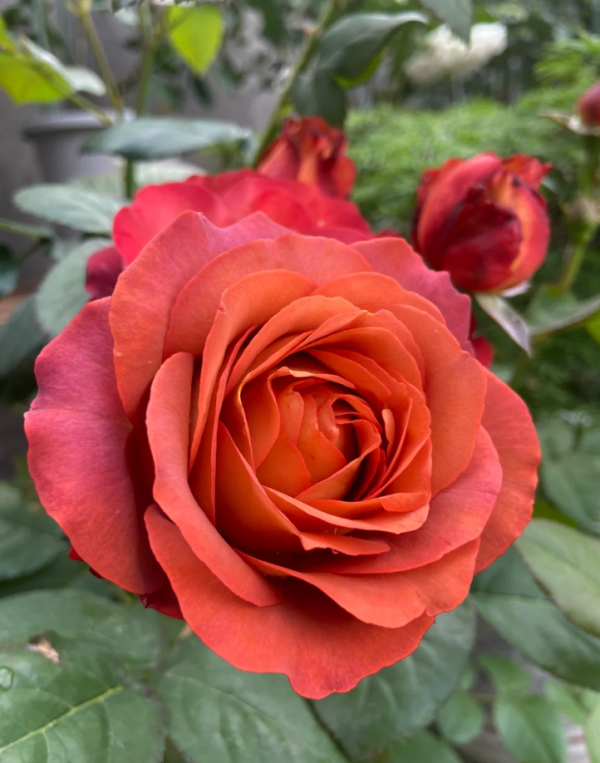 Coffee Break Rose丨Your roses