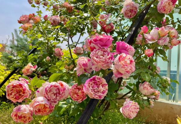Édouard Manet Rose for sale丨Your roses