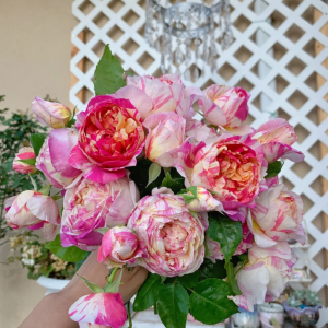 EdouardManet Rose丨Your roses