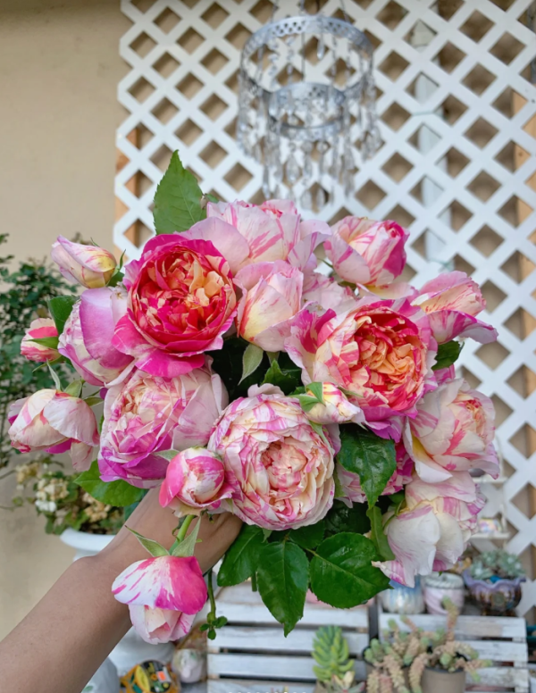 EdouardManet Rose丨Your roses