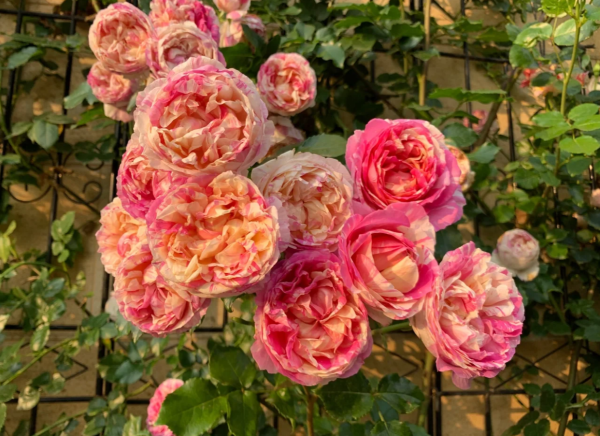 Édouard Manet Rose丨Your roses