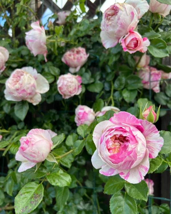 EdouardManet Rose for sale丨Your roses
