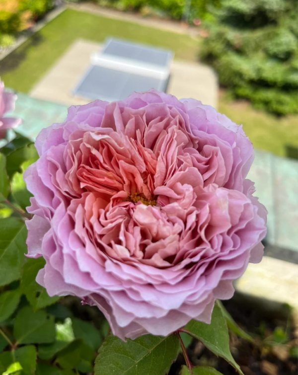 Eisvogel Rose Plant丨Your roses
