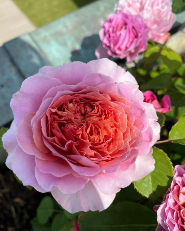20th Anniversary Rose for sale丨Your roses