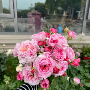 Eisvogel Rose for sale丨Your roses