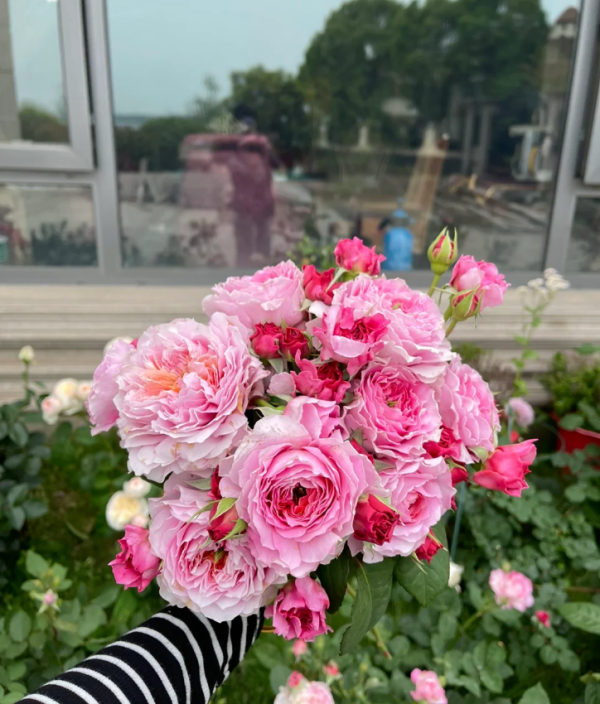 Eisvogel Rose for sale丨Your roses