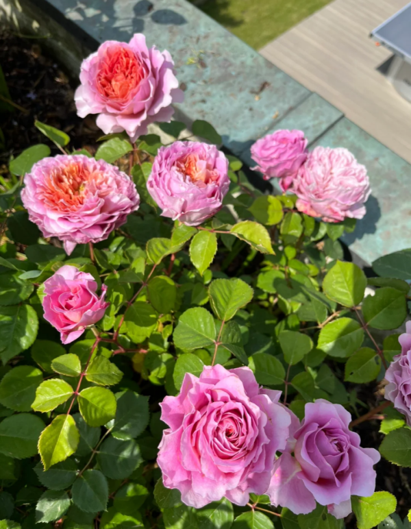Kingfisher Rose for sale丨Your roses