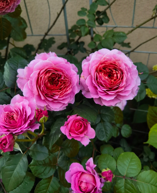 Kingfisher Rose丨Your roses