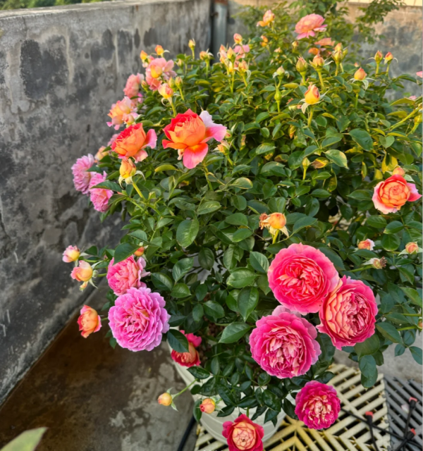 Esprit de Paris Rose for sale丨Your roses