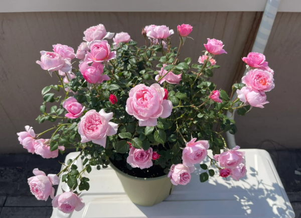 Fée Clochette Rose for sale丨Your roses