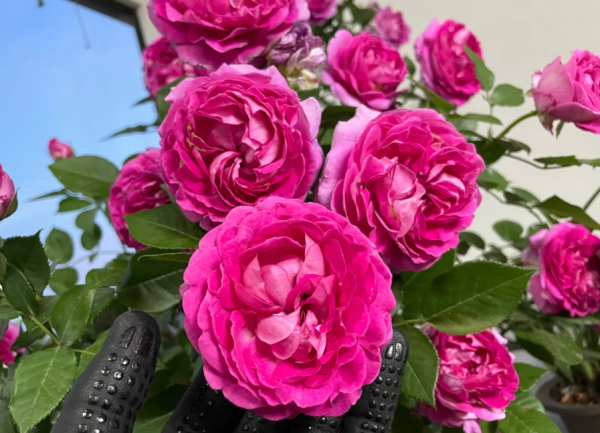 Fräulein Maria Rose丨Your roses