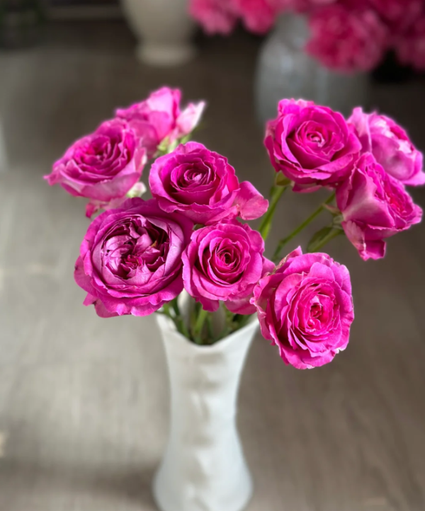 Fräulein Maria Rose for sale丨Your roses