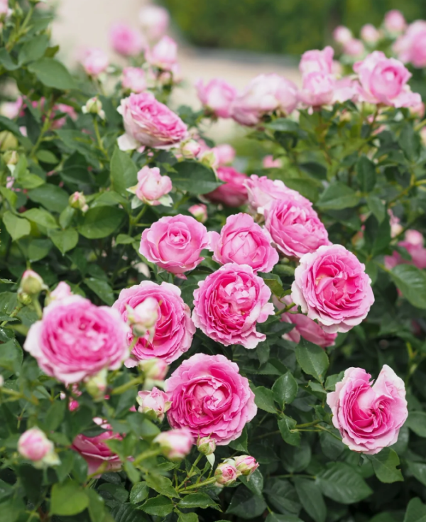Fräulein Maria Rose for sale丨Your roses