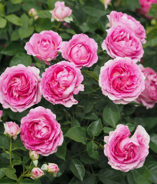 KORcarmsis Rose丨Your roses