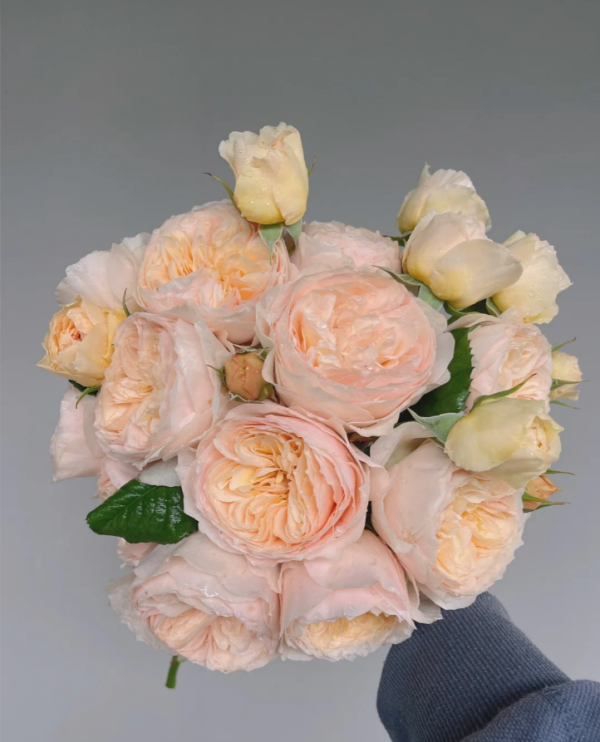 Hanxian Climbing Rose丨Your roses