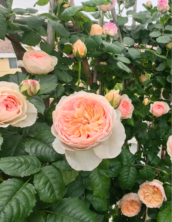 Hanxian Rose for sale丨Your roses