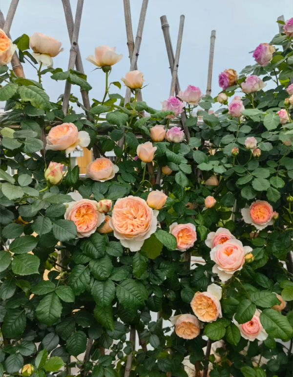 Hanxian Rose Plant丨Your roses