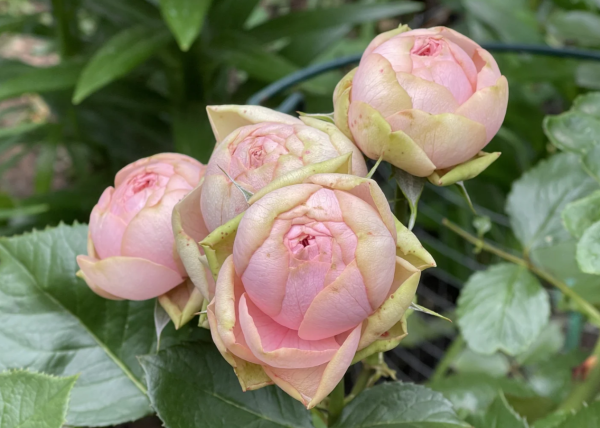 Rose Happy Piano for sale丨Your roses