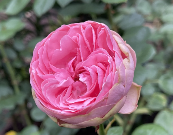 Happy Piano Rose Plant丨Your roses
