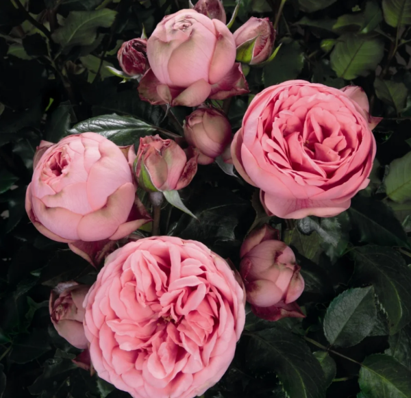 Happy Piano Rose for sale丨Your roses