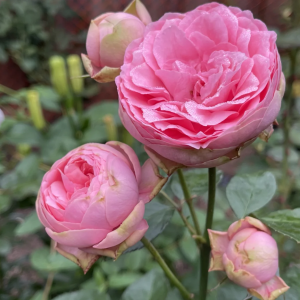 Happy Piano Rose丨Your roses