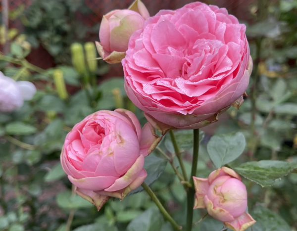 Happy Piano Rose丨Your roses