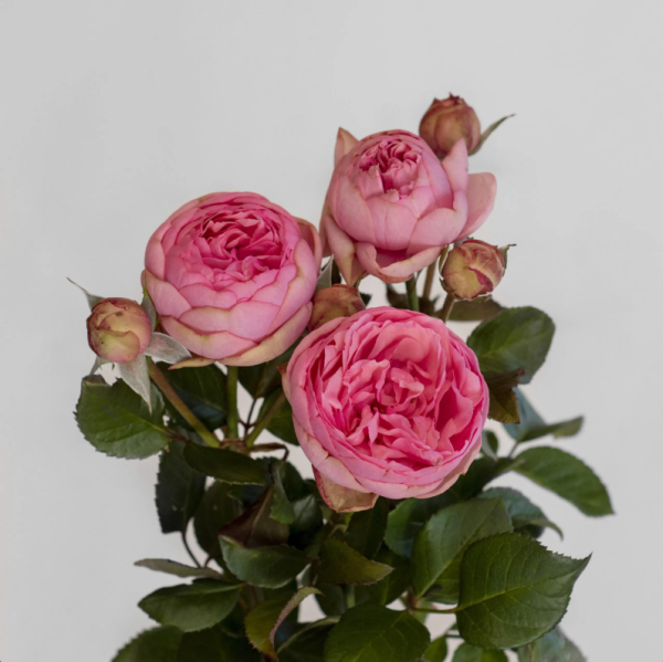 Happy Piano Rose丨Your roses