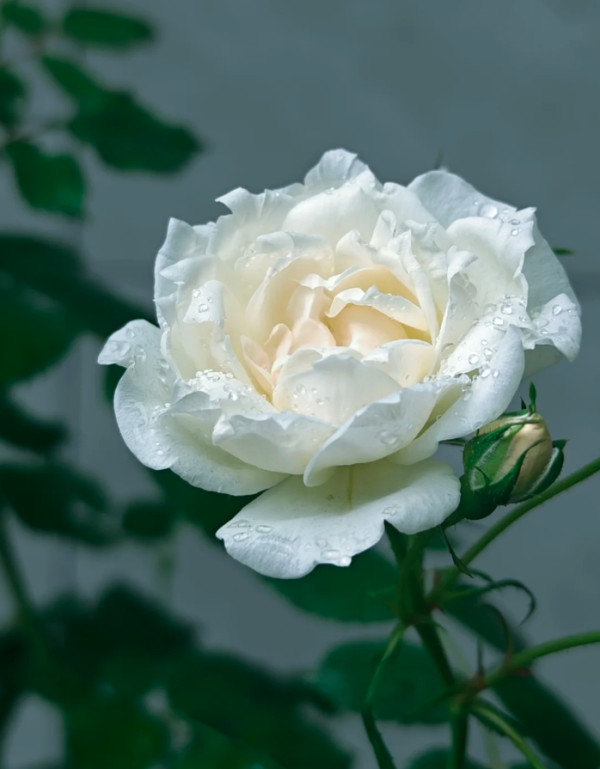 icecap rose bush丨Your roses