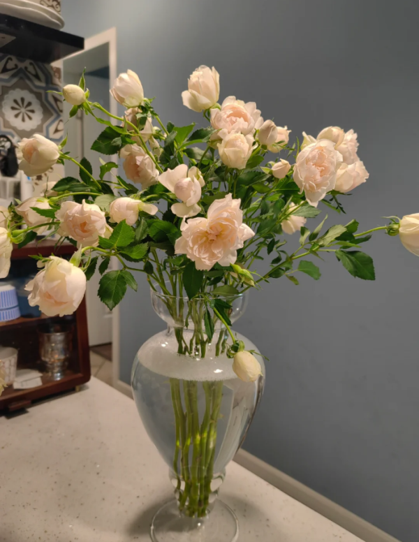 icecap rose for sale丨Your roses