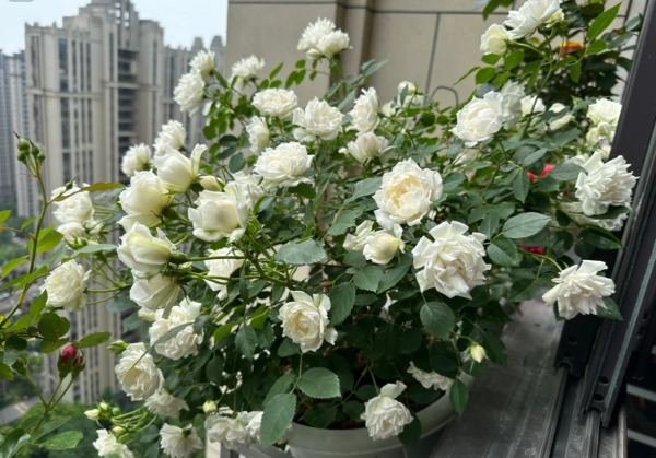 icecap roses丨Your roses