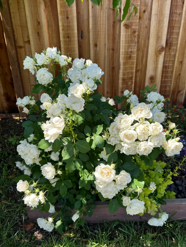 icecap rose丨Your roses