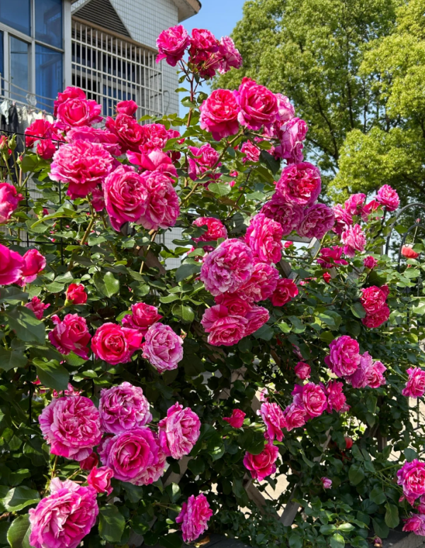 Ines Sastre Rose丨Your roses
