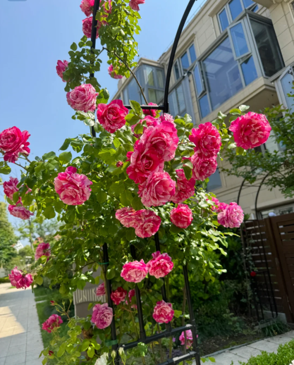 rosa ines sastre丨Your roses