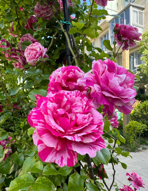 Ines Sastre Rose for sale丨Your roses