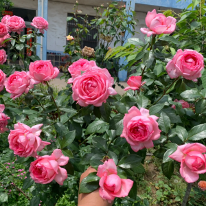 La Rose de Molinard Rose丨Your roses